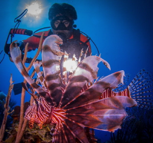 Backlighting a Lionfish. by Steven Miller 